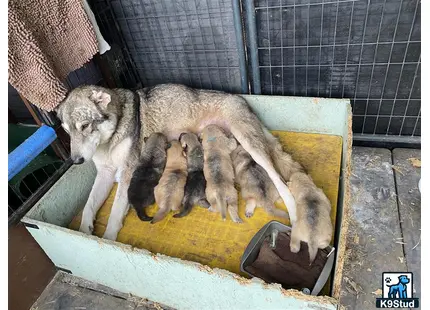 a wolf dog dog nursing wolf dog puppies